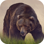 Cover Image of Download Bear Sounds  APK