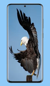 Eagles Images : HD Background