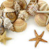 Sea shells Live Wallpaper icon