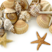 Sea shells Live Wallpaper  Icon
