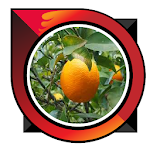 Cover Image of ダウンロード sweet orange cultivation 9.0 APK