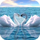 Swan Animated Wallpaper icon