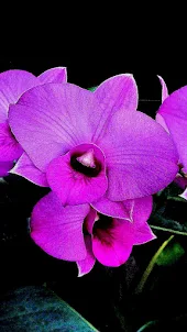 Orchid Wallpaper