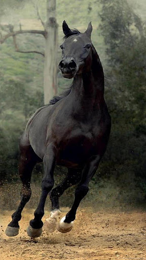 Horse Wallpapers- 4k Screen 2