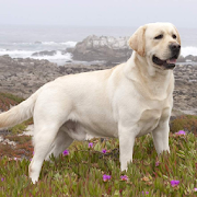 Labrador Retriever Dogs Themes  Icon