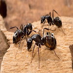 Cover Image of Download grind ants 2021 1.0 APK