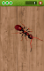 screenshot of Ant Smasher