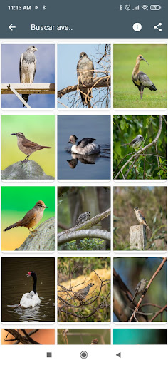 Aves Chile Screen 2