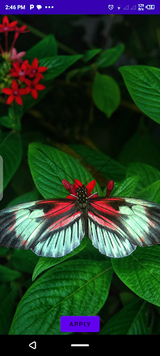 Android application Butterfly Wallpapers screenshort