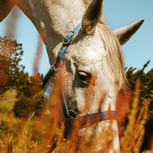 Horse Wallpapers logo
