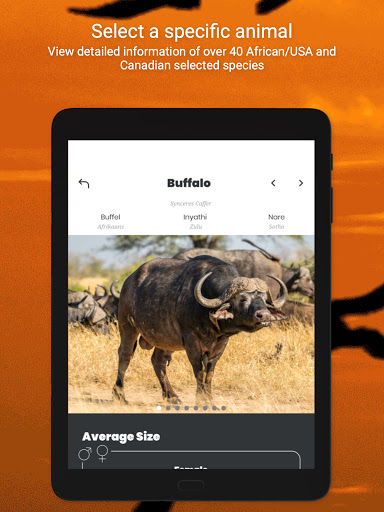 Hunting and Shot Placement