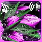 Cover Image of Download Tulips Dew Drops LWP 1.10 APK