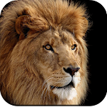 Cover Image of Download Lion Wallpapers HD  APK