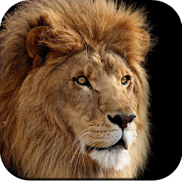 Gambar ikon Lion Wallpapers HD