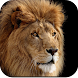 Lion Wallpapers HD - Androidアプリ