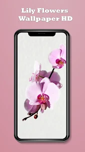 Lily Flowers Wallpaper HD