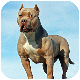 Icon image Pitbull Dog Simulator