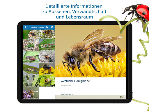 NABU Insektenwelt - Insekten Entdecken  Bestimmen