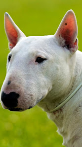 Captura de Pantalla 15 Bull Terrier Wallpaper android