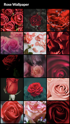 Rose Wallpapersのおすすめ画像1