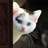 Pet Cat Simulator Games Family icon
