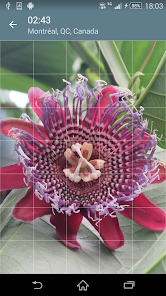 Imágen 3 Rompecabezas: Flores android