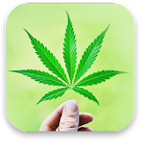 3D Marijuana Live Wallpaper icon