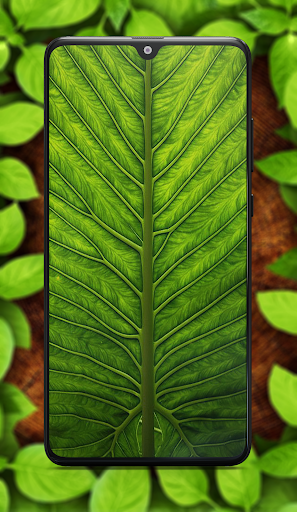 Leaf Wallpaper