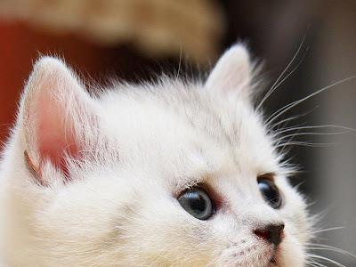 子猫 壁紙 無料 113802-子猫 壁紙 無料