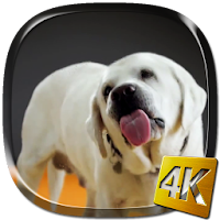 Dog Licks Screen 4K LWP