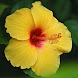 Hibiscus Flower Wallpapers - Androidアプリ