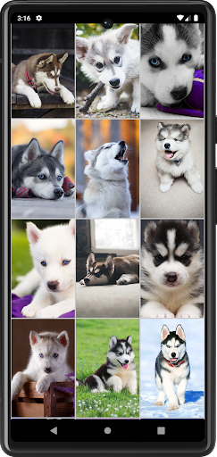 Android application Husky Puppies Wallpapers screenshort