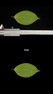 Extract Leaf