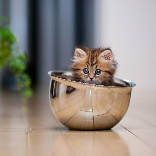 Cute Kitten Wallpapers Hd Applications Sur Google Play