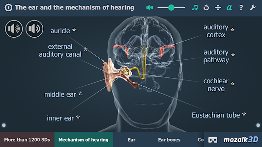 The mechanism of hearing 3D Unknown