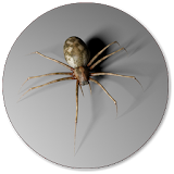 Spider Wallpapers icon