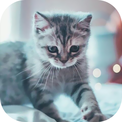 خلفية قطط روعة