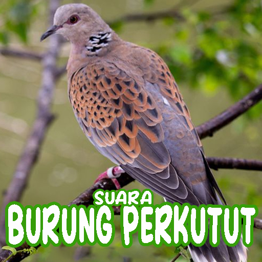 Suara Burung Perkutut Offline logo