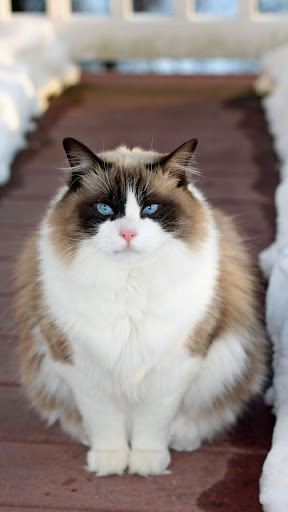 Ragdoll Wallpapers Screen 3