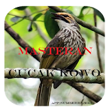 Masteran Cucak Rowo 2017 icon
