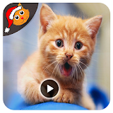 Cat Funny Videos Compilation HD icon