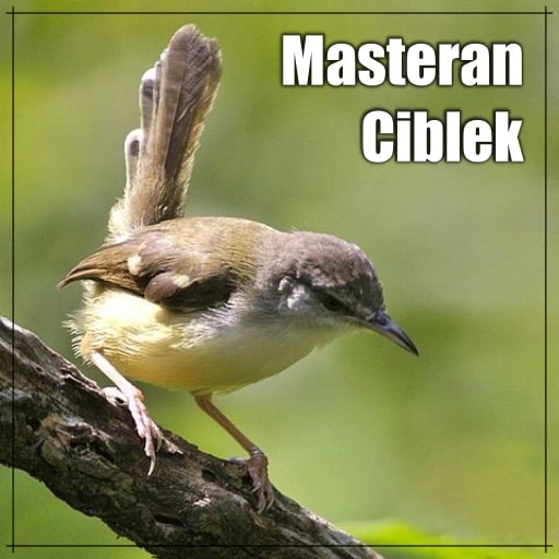 Masteran Ciblek Ngebren Gacor Download on Windows