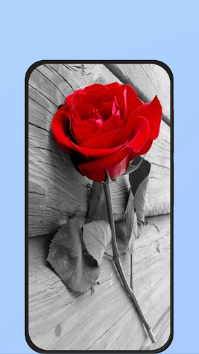 black and white rose Screen 3