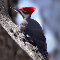 Woodpecker bird sounds – Հավելվածներ Google Play-ում