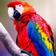 Parrots Wallpapers HD Download on Windows
