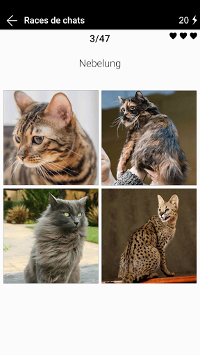 Code Triche Races de chats - Quiz photo (Astuce) APK MOD screenshots 1