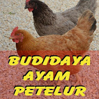 Cara Ternak Ayam Petelur