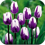 Tulips Flower Wallpapers icon
