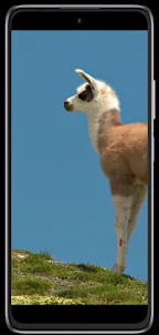 Llama phone wallpapers