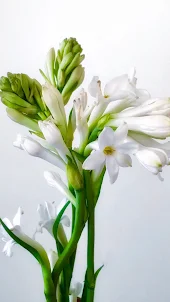 Tuberose Wallpaper